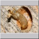 schweber-schlupf-14a Larvenhuelle.jpg